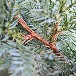 Juniperus squamata Žievė