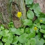 Nymphoides peltata Blad