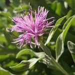 Centaurea aeolica Çiçek