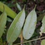 Protium altsonii Leaf