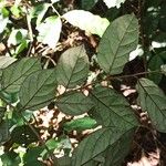 Diospyros onanae List