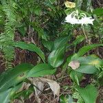 Eucharis × grandiflora Habitat
