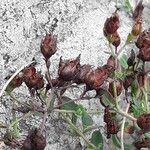 Hypericum linariifolium Fruit