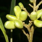 Conchocarpus nicaraguensis Frukt