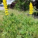 Lupinus luteus Pokrój