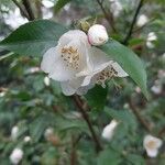 Camellia transnokoensis