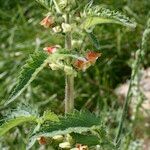 Scrophularia grandiflora Máis