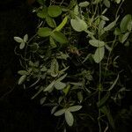 Galactia striata आदत