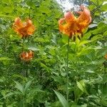 Lilium michiganense Blüte