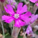 Silene schafta Flower