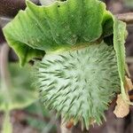 Datura inoxia Fruit