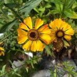 Helenium autumnaleCvet