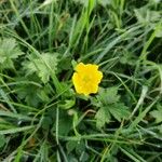 Ranunculus macrophyllus Flower