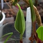 Epidendrum fulgens Frukto