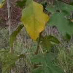 Solanum capsicoides برگ