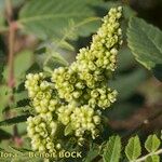 Rhus coriaria Otro