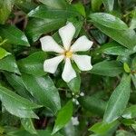 Gardenia taitensis ᱵᱟᱦᱟ