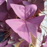 Oxalis triangularis 葉