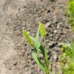 Setaria viridis Hoja