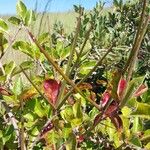 Mascarenhasia arborescens Fruto