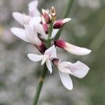 Retama monosperma Flower