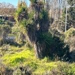 Yucca filifera برگ