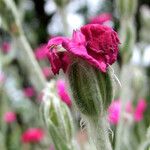 Silene coronaria Blüte