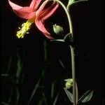 Aquilegia shockleyi Flower