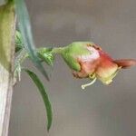 Scrophularia californica Flower