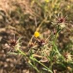 Centaurea melitensis Blüte