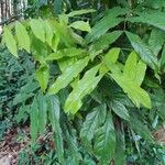 Saraca indica Blad