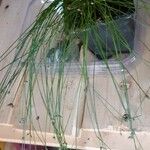 Isolepis cernua Yaprak