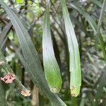 Phyllanthus angustifolius List