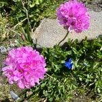 Armeria alpina Flor