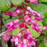 Ribes sanguineumFlor