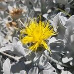 Centaurea ragusina Λουλούδι