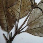 Lacunaria jenmanii Egyéb