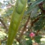 Calliandra selloi Frucht