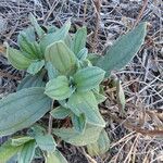 Tuberaria lignosa Blatt