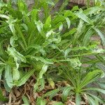 Campanula speciosa Blatt