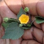 Sida cordata Floare