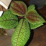 Pilea mollis Hoja