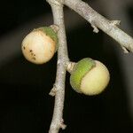 Diospyros minimifolia Frugt