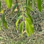 Garcinia cochinchinensis Leaf