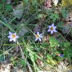 Romulea arnaudii 花