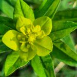 Euphorbia flavicoma ফুল