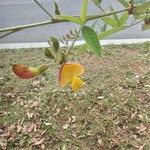 Cajanus cajan Flower
