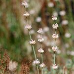 Eriogonum roseum 花