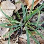 Carex digitata পাতা
