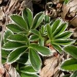 Alchemilla alpina Blatt